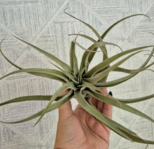 Load image into Gallery viewer, Tillandsia harrisii
