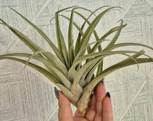 Load image into Gallery viewer, Tillandsia harrisii
