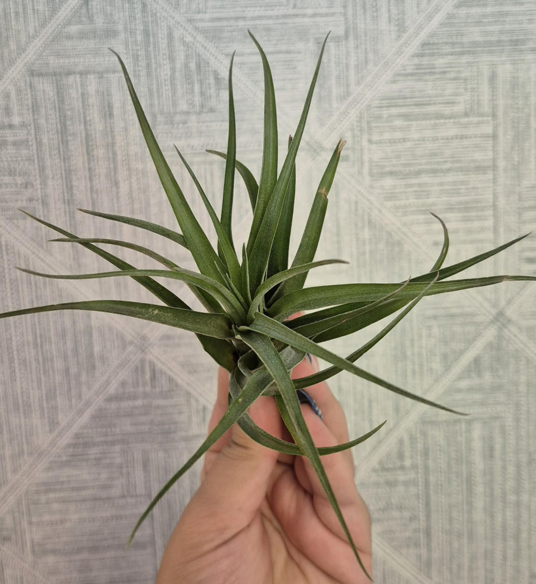 Tillandsia adbita