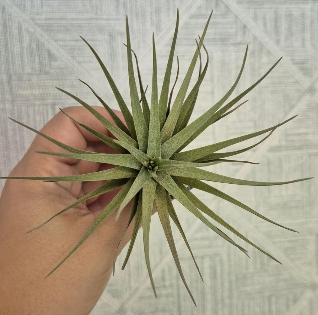 Tillandsia aeranthos