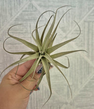 Load image into Gallery viewer, Tillandsia albida major
