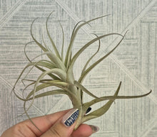Load image into Gallery viewer, Tillandsia albida major
