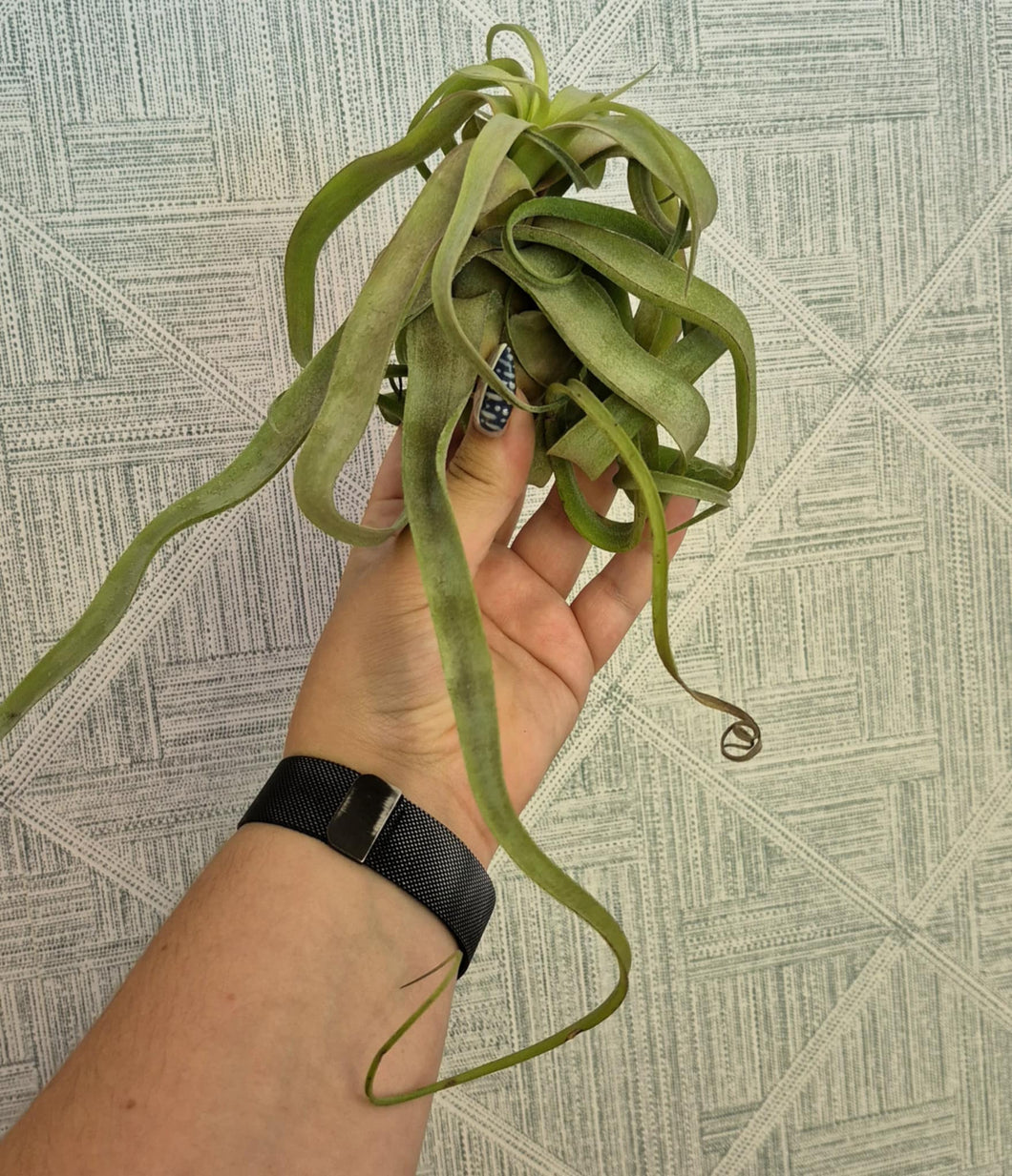 Tillandsia 'Curly Slim'