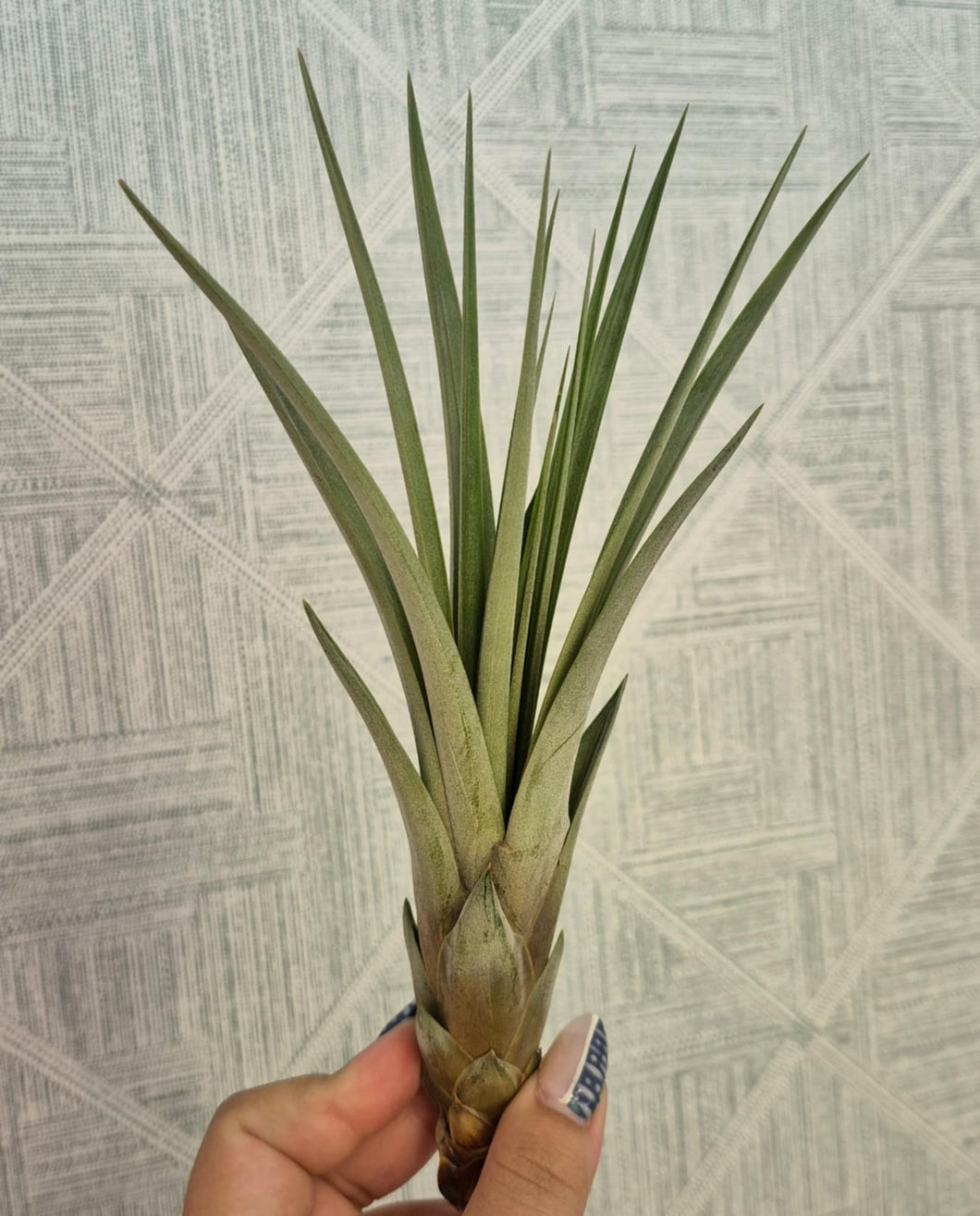 Tillandsia fasciculata
