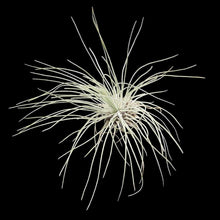 Load image into Gallery viewer, Tillandsia fuchsii var. gracilis
