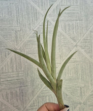 Load image into Gallery viewer, Tillandsia latifolia
