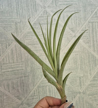 Load image into Gallery viewer, Tillandsia latifolia
