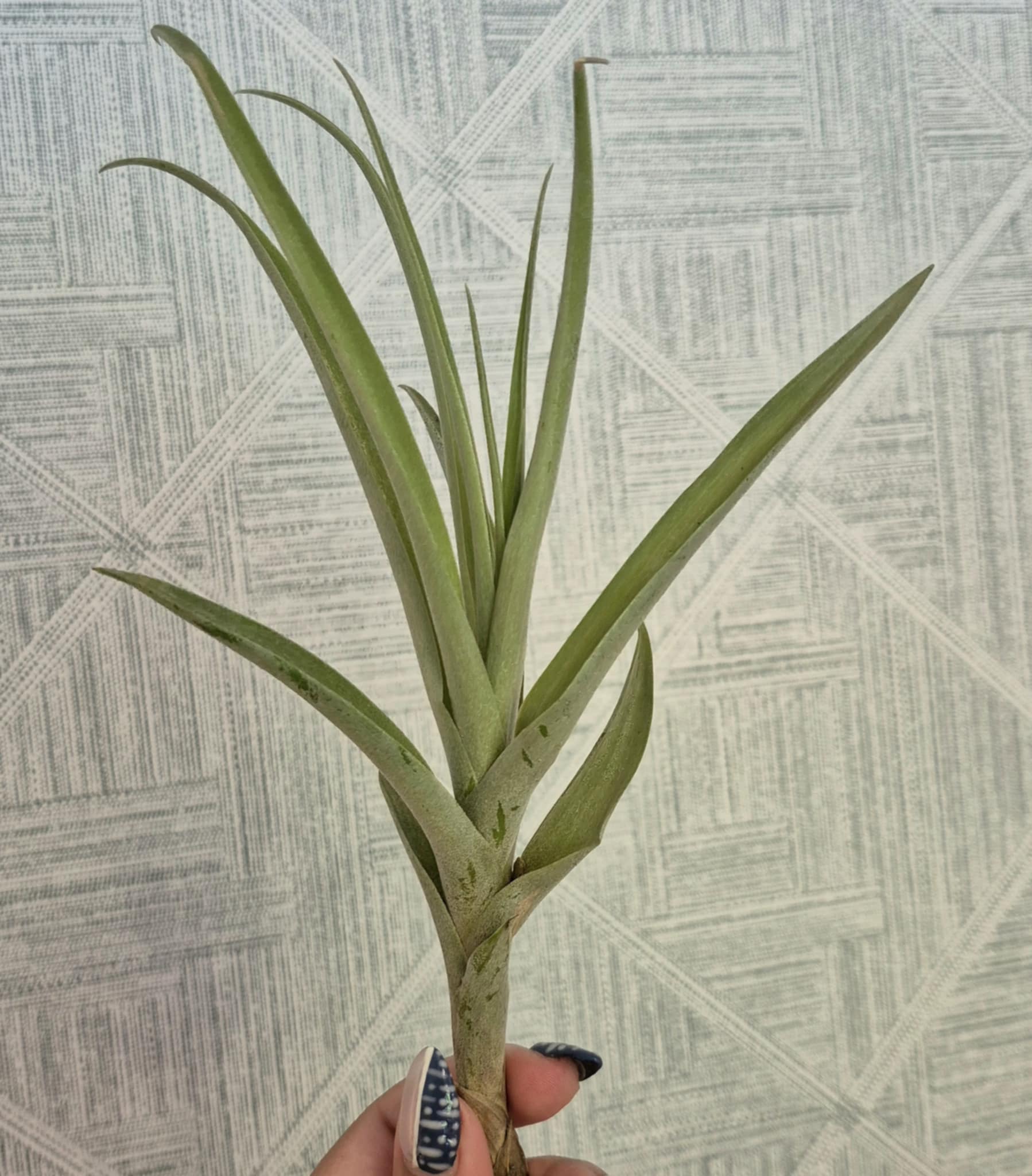Tillandsia latifolia – Cedar Bridge Botanicals
