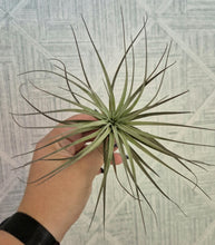 Load image into Gallery viewer, Tillandsia stricta &#39;Midnight&#39;
