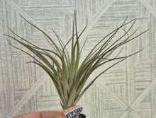 Load image into Gallery viewer, Tillandsia stricta &#39;Midnight&#39;
