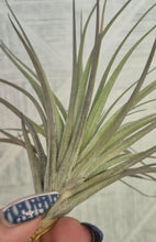 Load image into Gallery viewer, Tillandsia stricta &#39;Midnight&#39;
