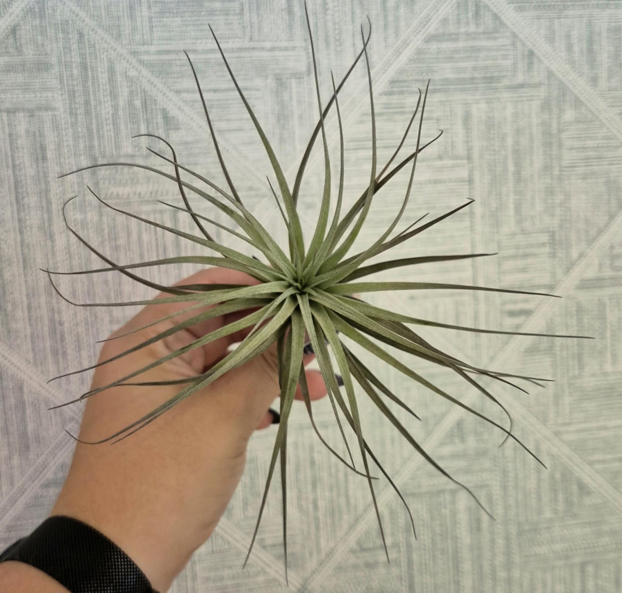 Tillandsia stricta 'Midnight' – Cedar Bridge Botanicals