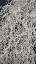Load image into Gallery viewer, Tillandsia usneoides- Spanish Moss
