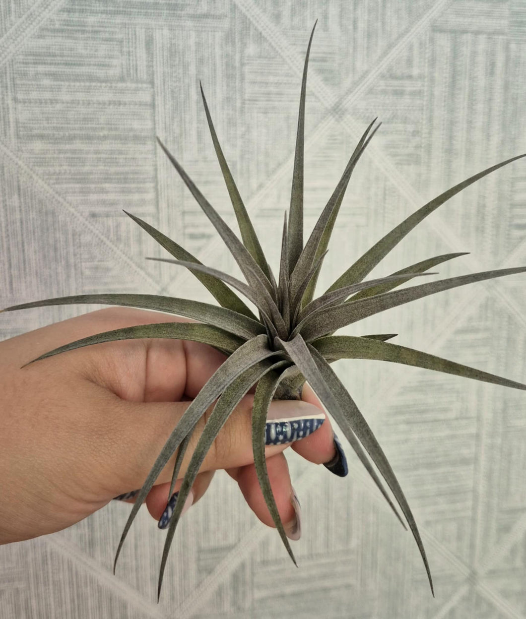 Tillandsia vernicosa