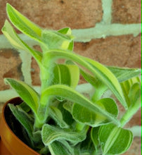 Load image into Gallery viewer, Velvet Stripe Tradescantia
