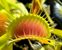 Load image into Gallery viewer, Venus Flytrap 'Mammoth' (Dionaea muscipula 'Mammoth')
