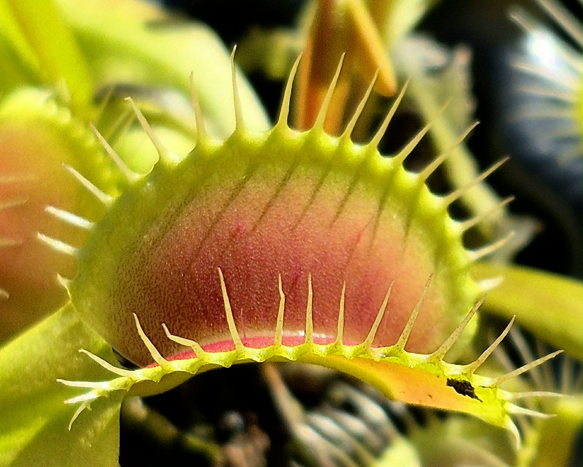 Carnivorous Plants – Cedar Bridge Botanicals
