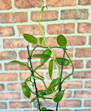 Load image into Gallery viewer, Vanilla Orchid (Vanilla planifolia
