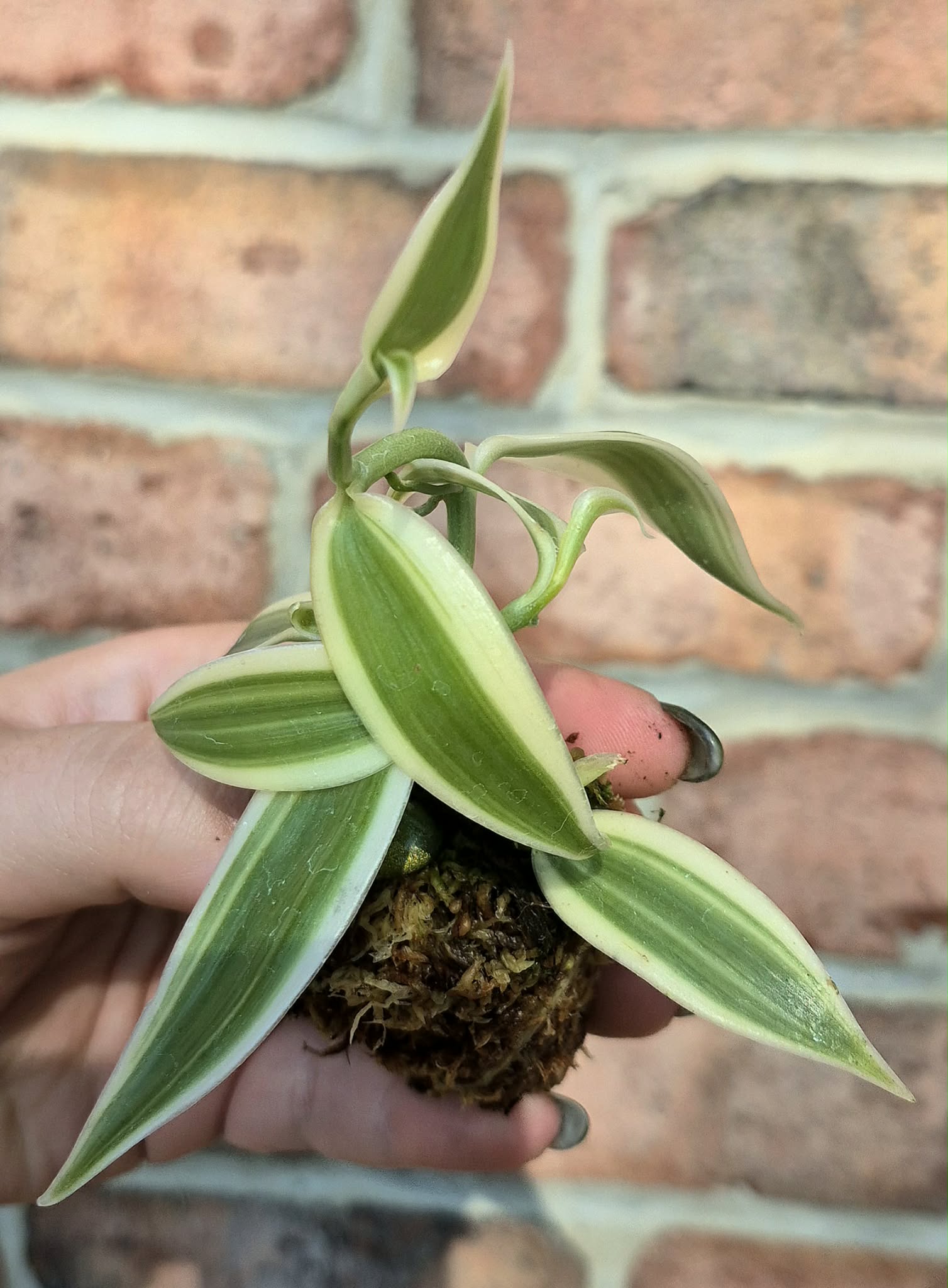 Plants – Page 5 – Cedar Bridge Botanicals