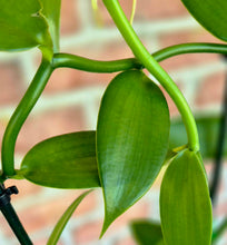 Load image into Gallery viewer, Vanilla Orchid (Vanilla planifolia
