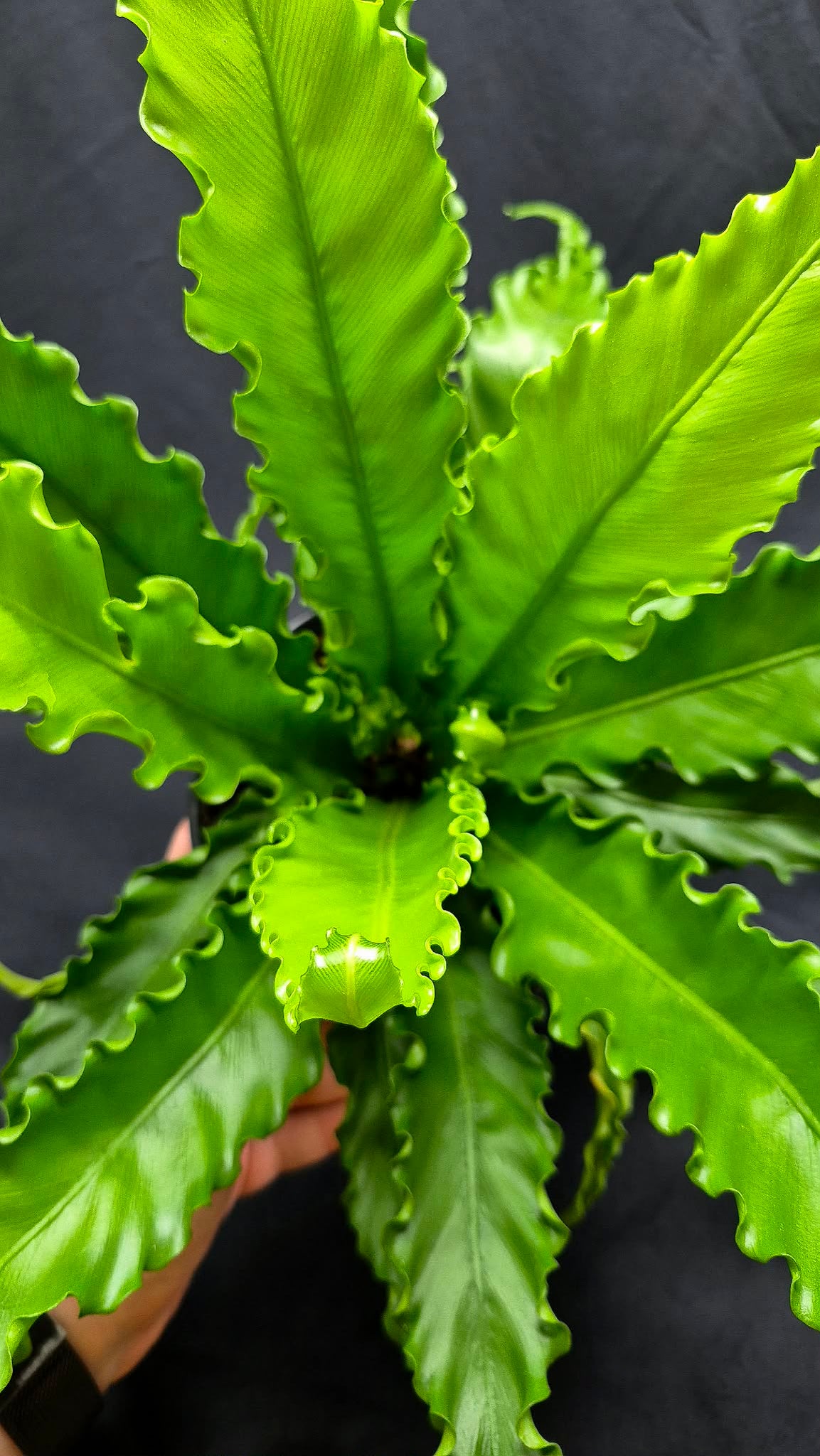 victoria bird nest fern Victoria Bird's Nest Fern (Asplenum antiquum) – Cedar Bridge Botanicals