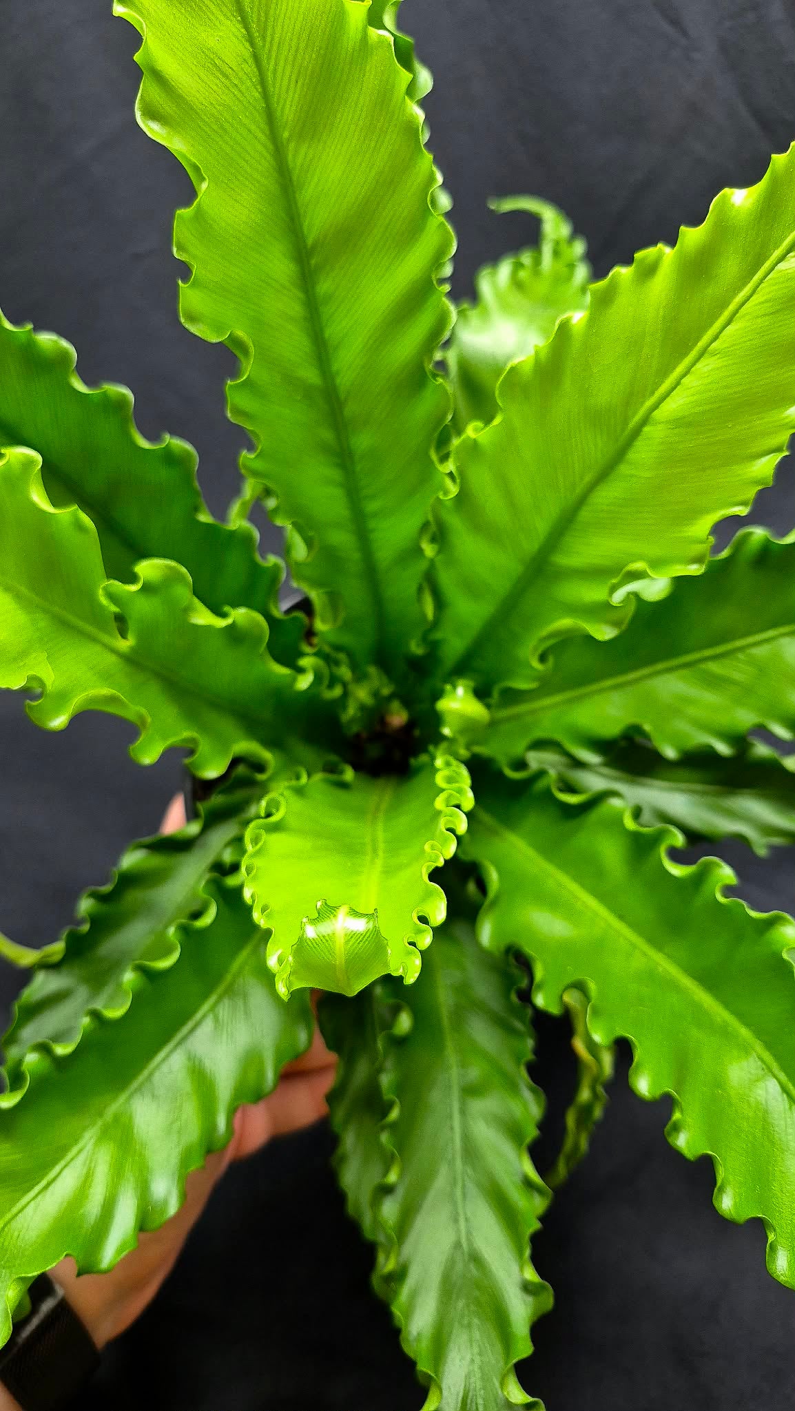 Victoria Bird's Nest Fern (Asplenum antiquum) – Cedar Bridge Botanicals