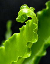 Load image into Gallery viewer, Victoria Bird's Nest Fern (Asplenum antiquum)
