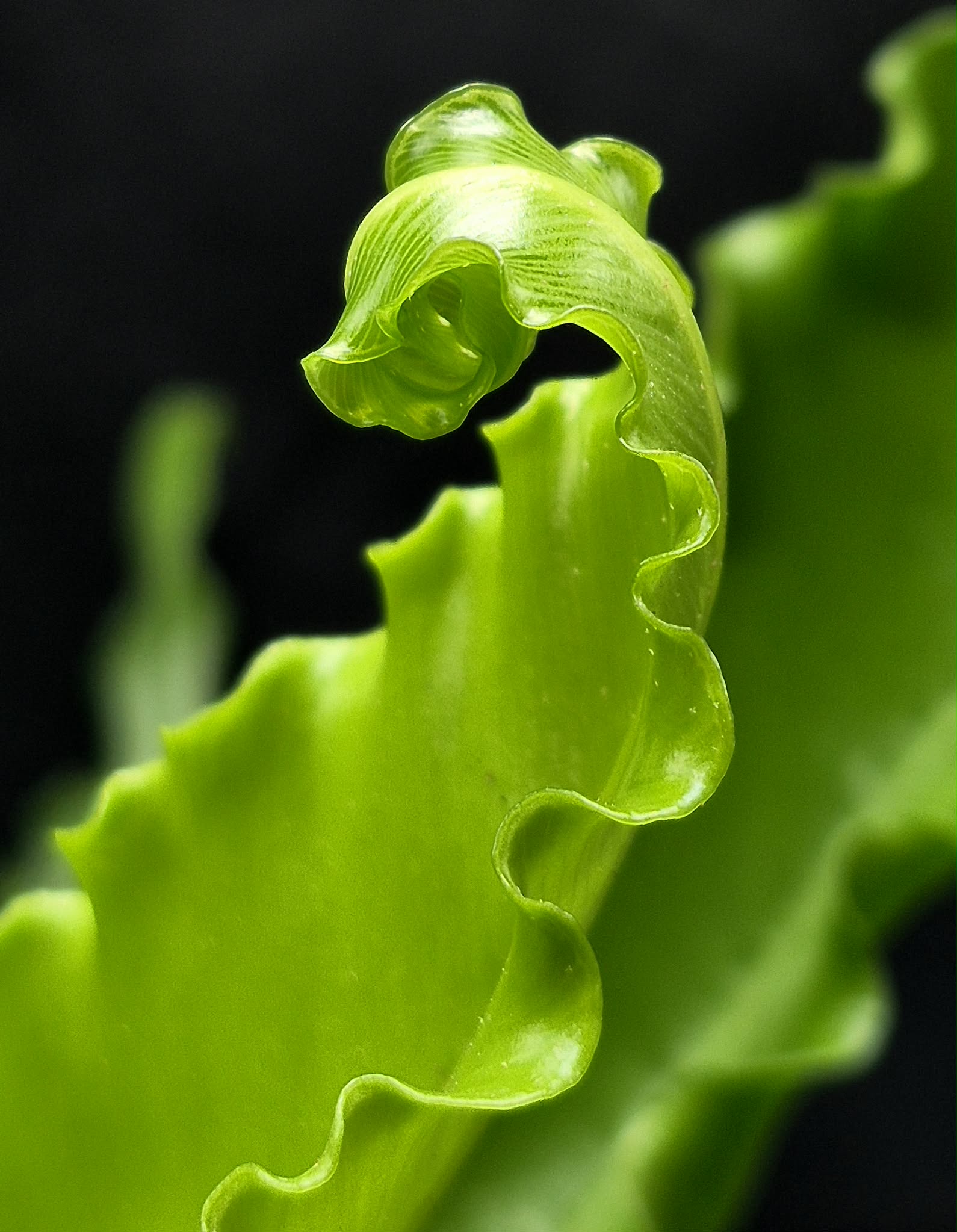 victorian bird nest fern Victoria Bird's Nest Fern (Asplenum antiquum) – Cedar Bridge Botanicals