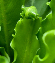 Load image into Gallery viewer, Victoria Bird's Nest Fern (Asplenum antiquum)
