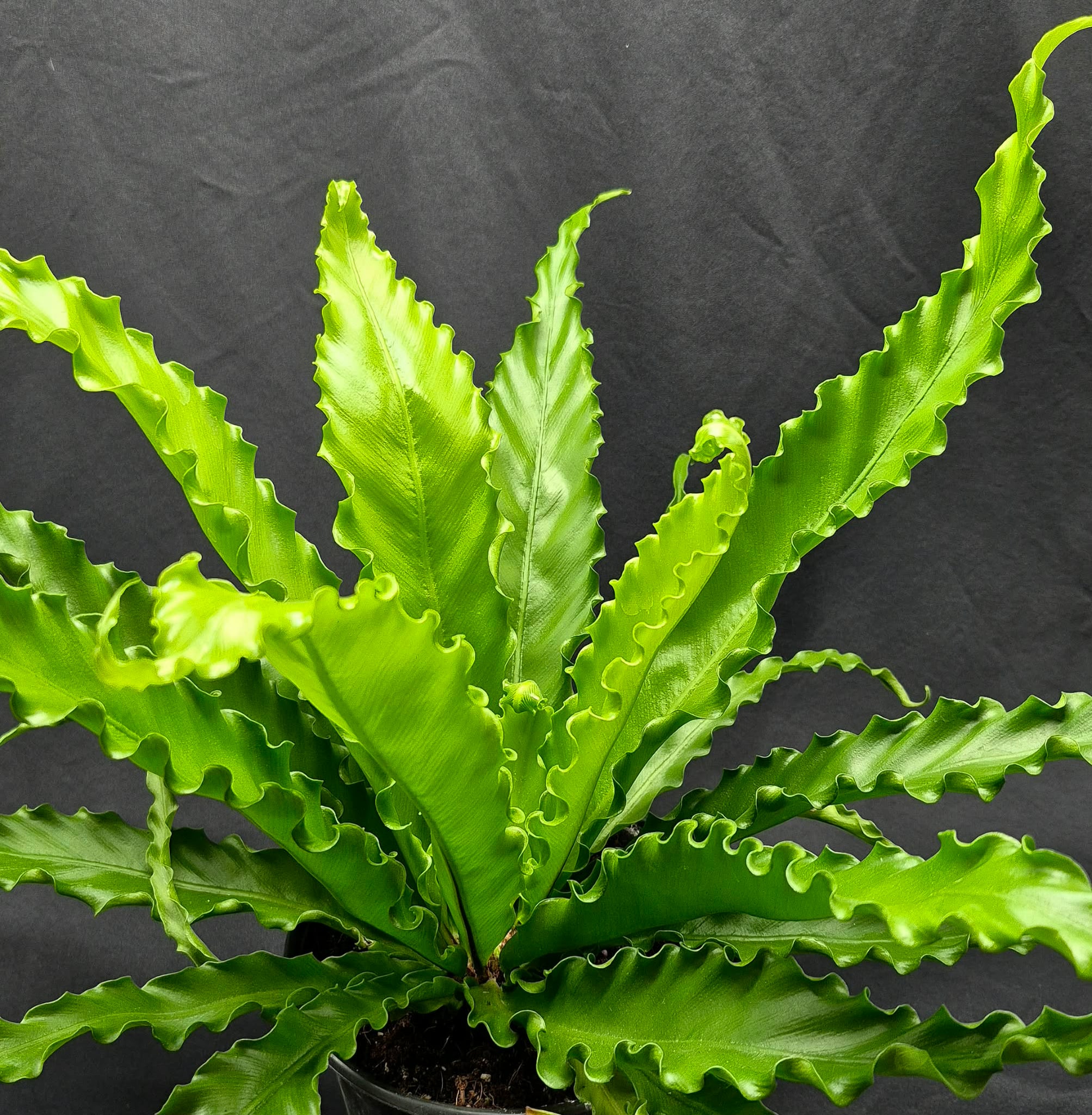 birds nest fern victoria Victoria Bird's Nest Fern (Asplenum antiquum) – Cedar Bridge Botanicals
