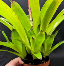 Load image into Gallery viewer, Vriesea &#39;Green Cockatoo&#39;
