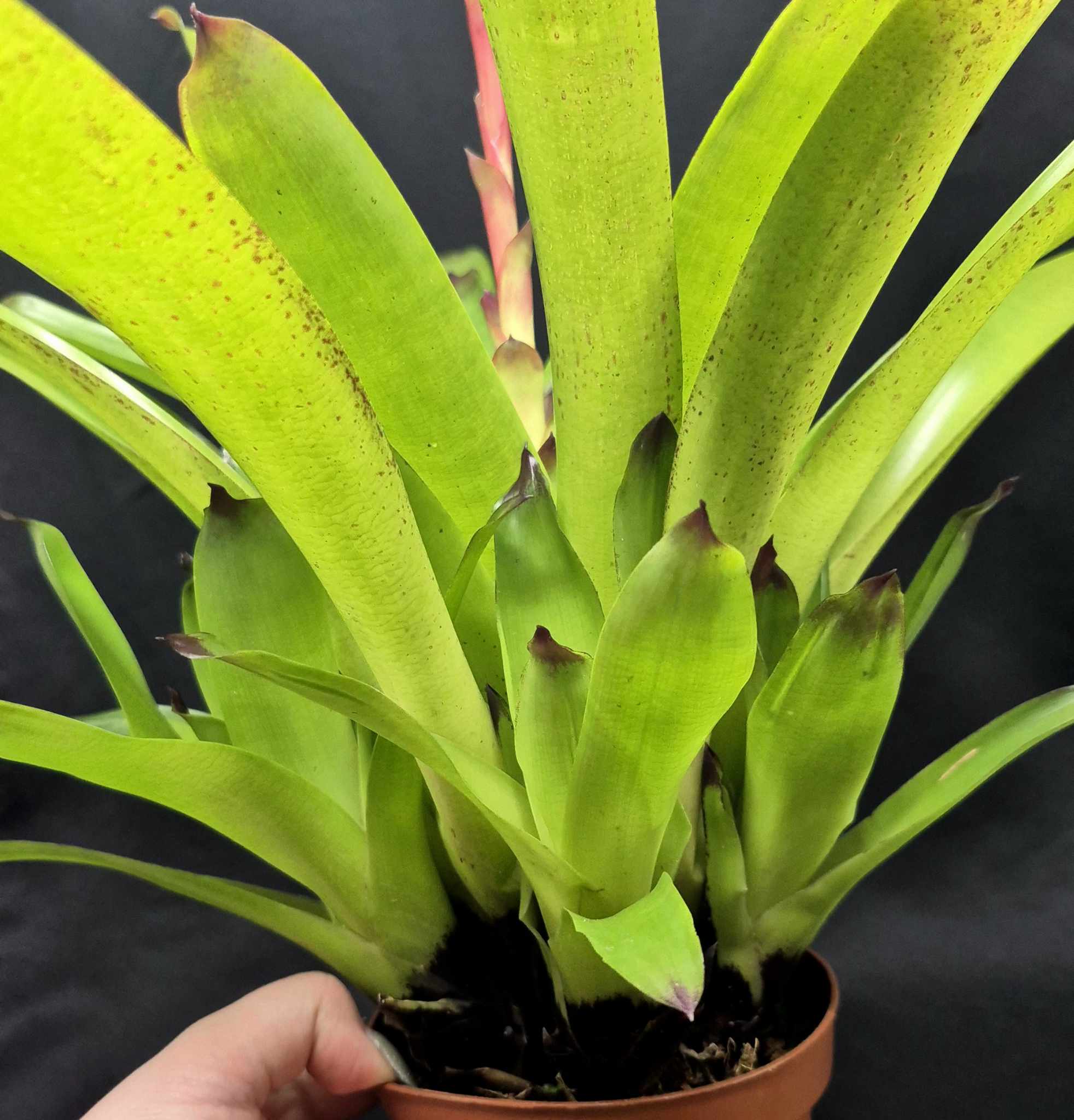 Vriesea 'Green Cockatoo' – Cedar Bridge Botanicals