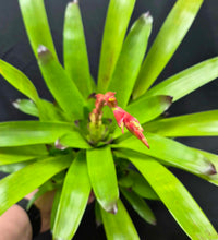 Load image into Gallery viewer, Vriesea &#39;Green Cockatoo&#39;

