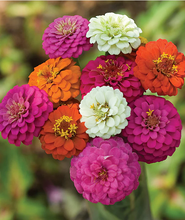 Load image into Gallery viewer, Zinnia Cut and Come Again
