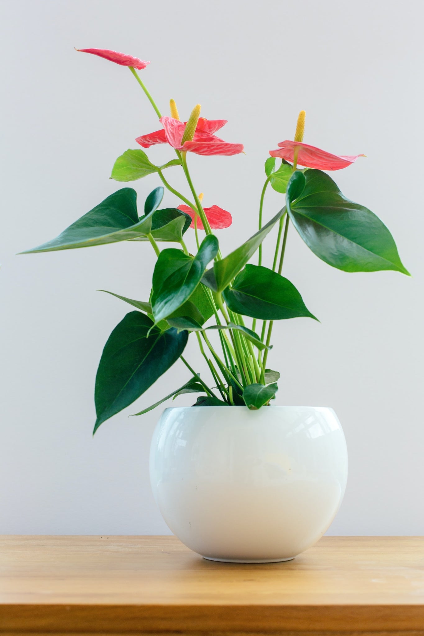 anthurium red flamingo Red Flamingo Flower (Anthurium andraeanum) – Cedar Bridge Botanicals