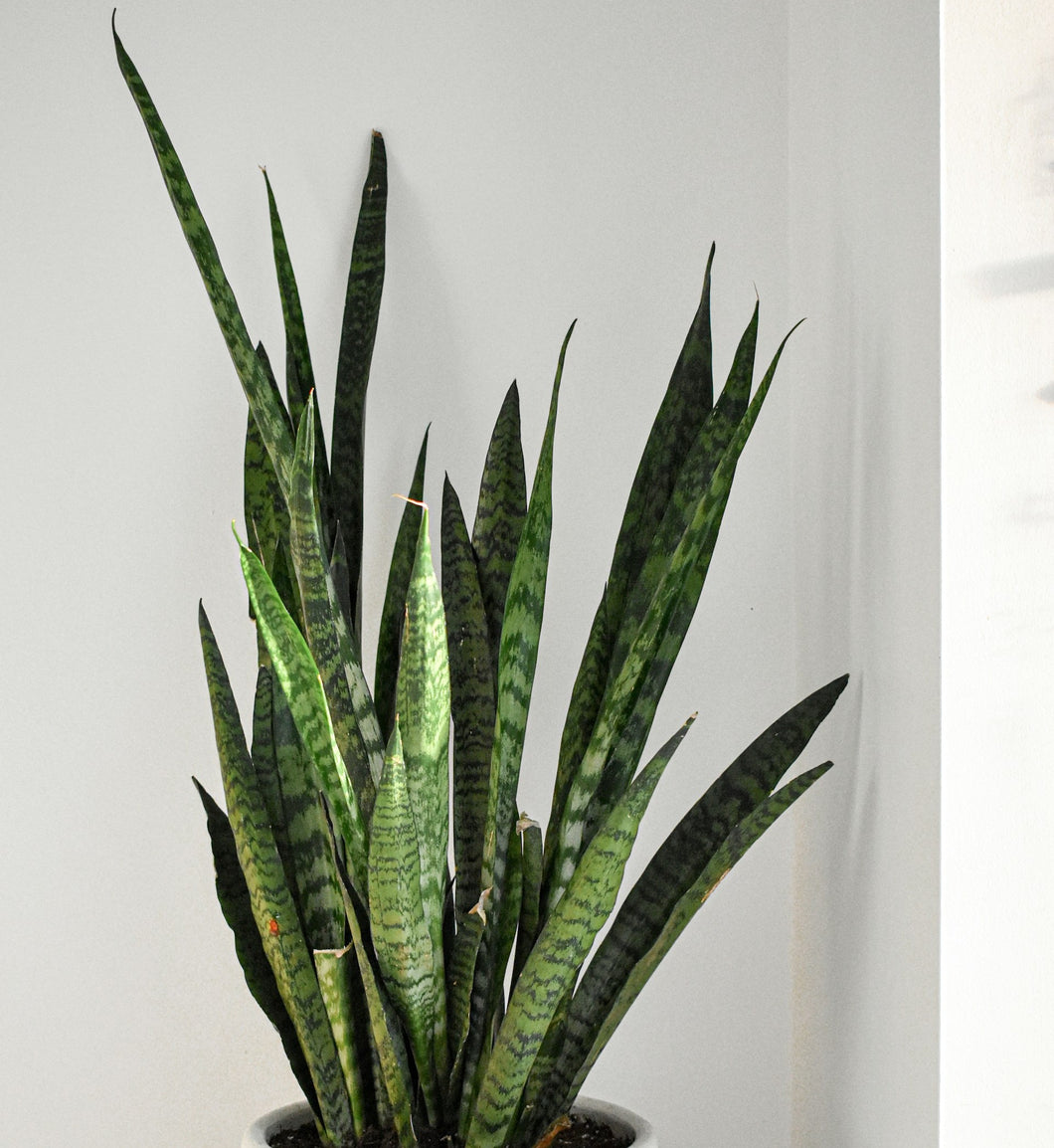 Black Coral Snake Plant (Sanseveria trifasciata 'Black Coral')