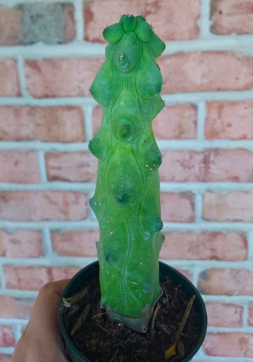 Boobie Cactus- Myrtillocactus geometrizans
