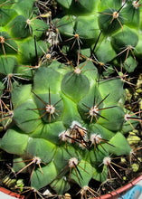 Load image into Gallery viewer, Mammillaria melanocentra
