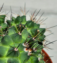 Load image into Gallery viewer, Mammillaria melanocentra
