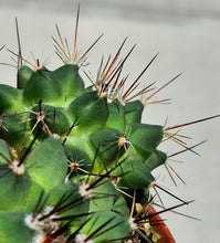 Load image into Gallery viewer, Mammillaria melanocentra
