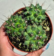 Load image into Gallery viewer, Mammillaria melanocentra
