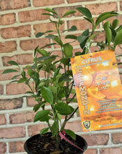 Load image into Gallery viewer, Calamondin ( Citrofortunella microcarpa)
