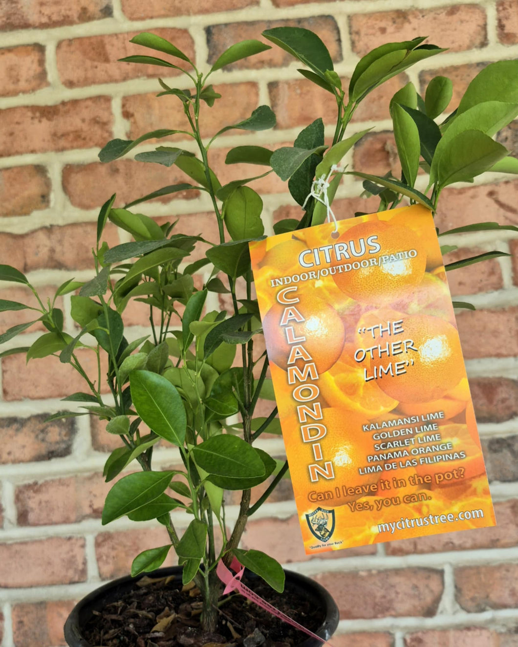 Calamondin ( Citrofortunella microcarpa)