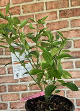 Load image into Gallery viewer, Calamondin ( Citrofortunella microcarpa)
