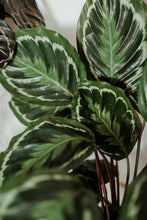 Load image into Gallery viewer, Calathea &#39;Medallion&#39;
