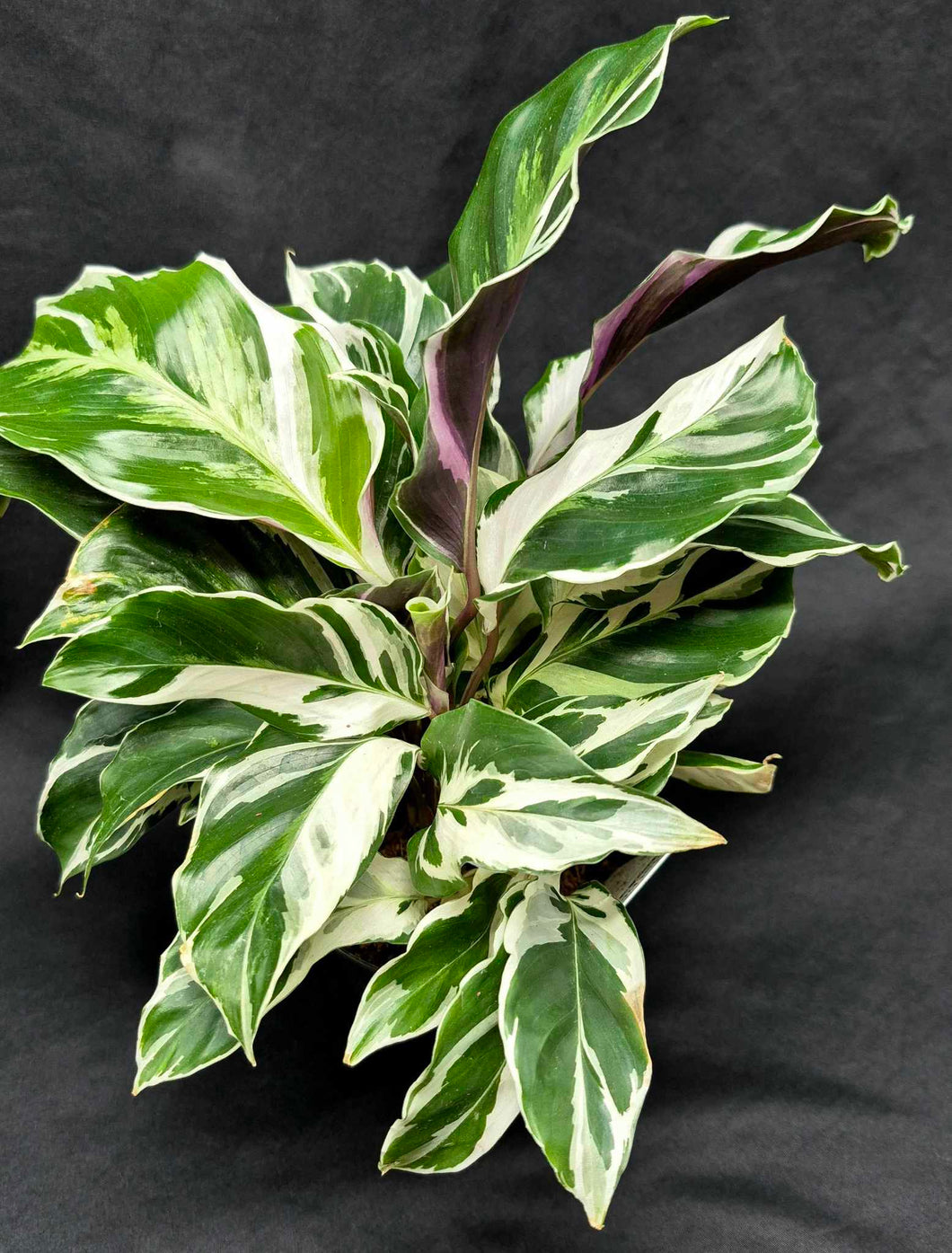 Calathea 'White Fusion'