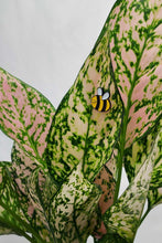 Load image into Gallery viewer, Bee Magnetic Plant Charm
