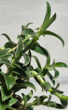 Load image into Gallery viewer, Kitten Ears (Cyanotis somaliensis)
