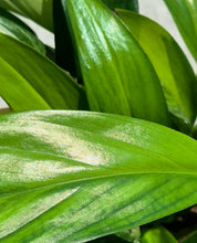 Load image into Gallery viewer, Variegated Epipremnum amplissimum
