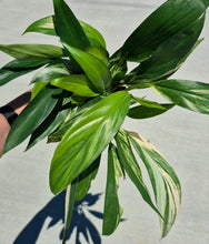 Load image into Gallery viewer, Variegated Epipremnum amplissimum
